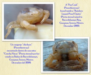 Pea-Crab-Collage