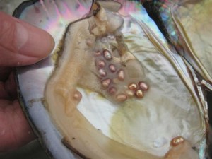 Pearls in Oyster compressed